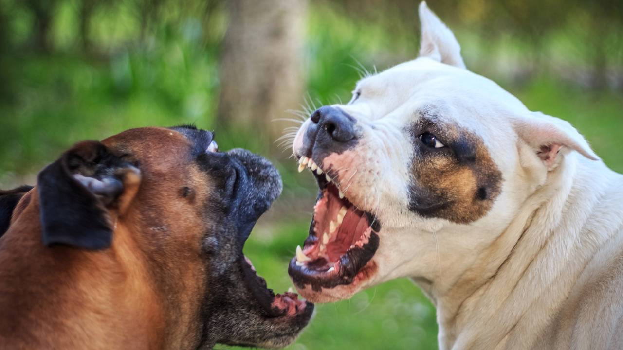 As 13 raças de cachorro mais perigosas do mundo