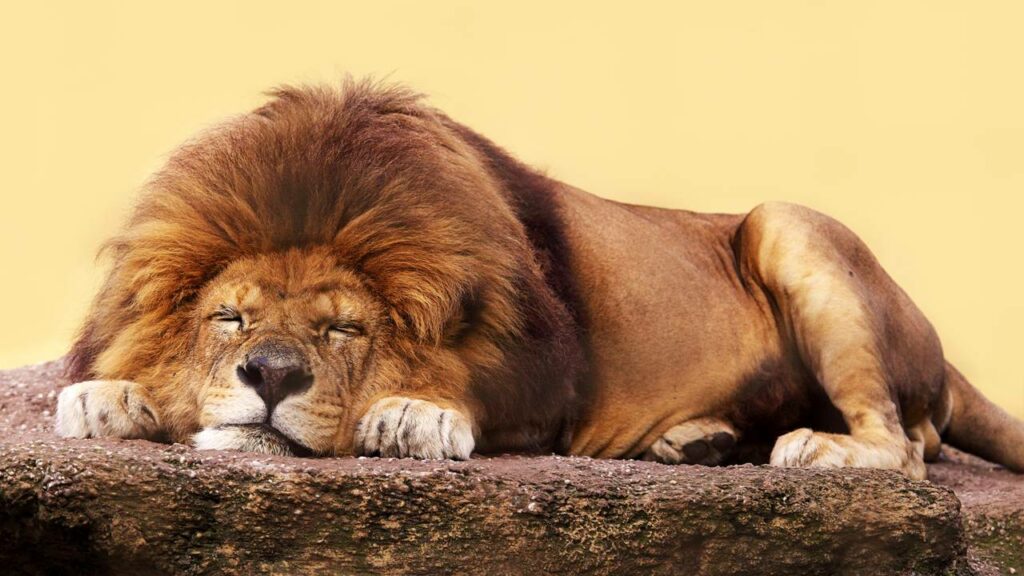 Animais que nunca dormem? Os seres que vivem de olhos abertos