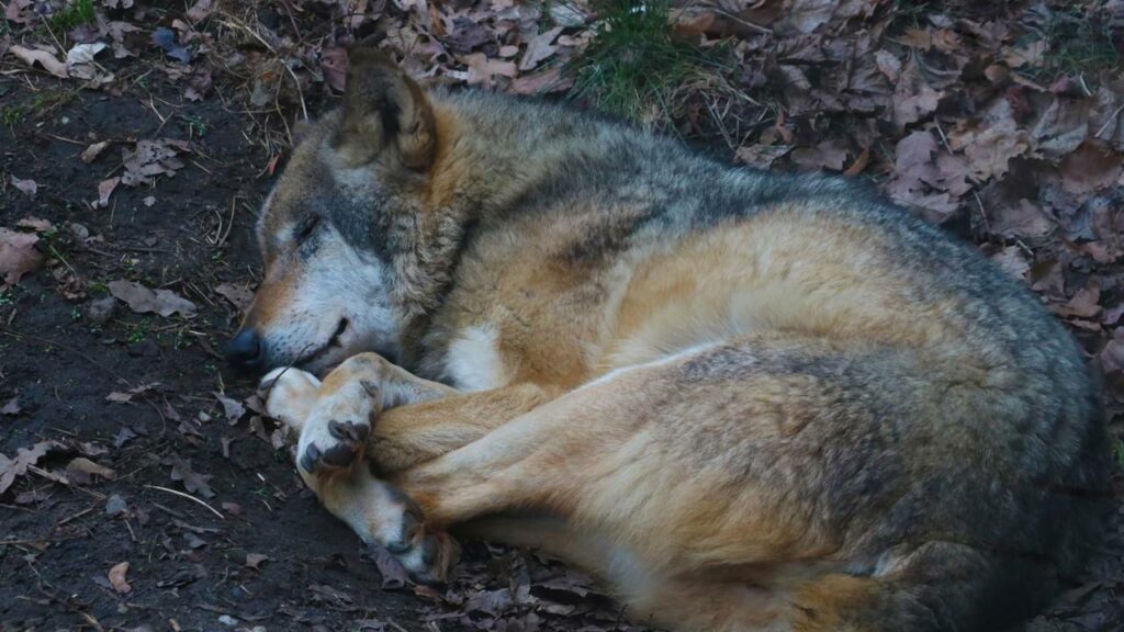 Animais que nunca dormem? Os seres que vivem de olhos abertos
