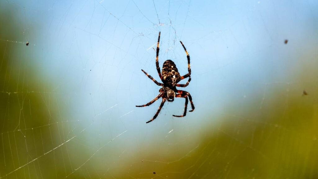 Por que as aranhas não ficam presas nas próprias teias