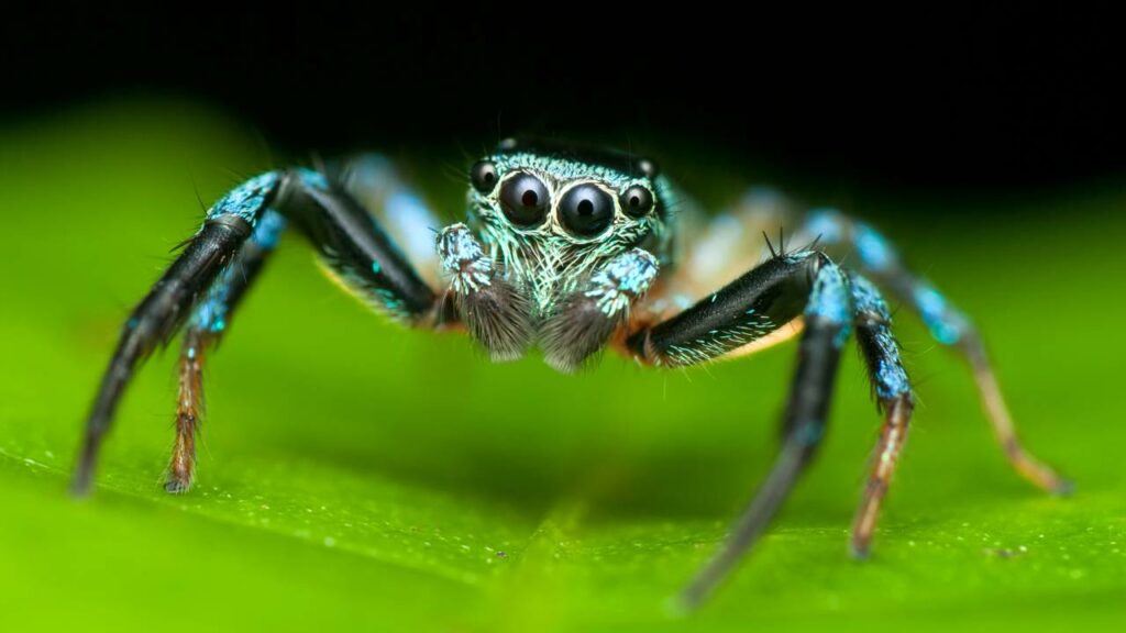 Por que as aranhas não ficam presas nas próprias teias