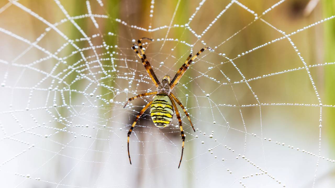 Por que as aranhas estão aparecendo mais nas casas neste verão
