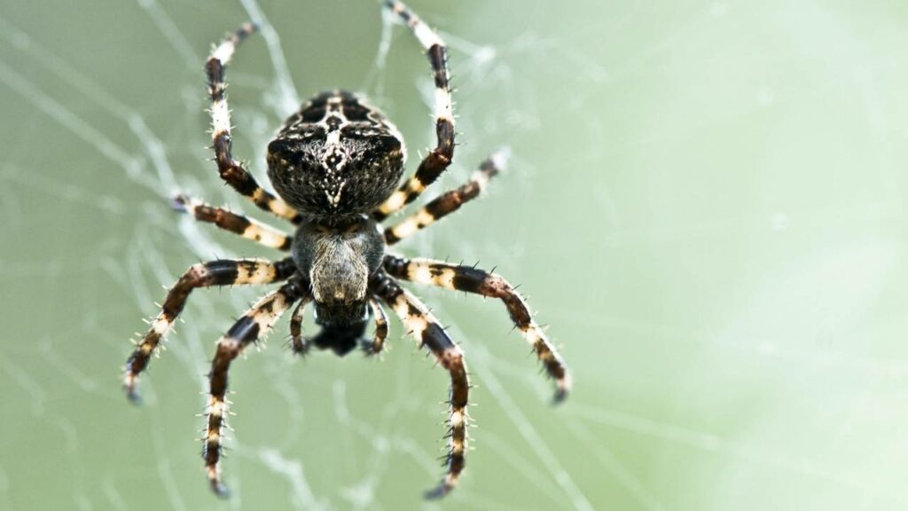 Por que as aranhas estão aparecendo mais nas casas neste verão