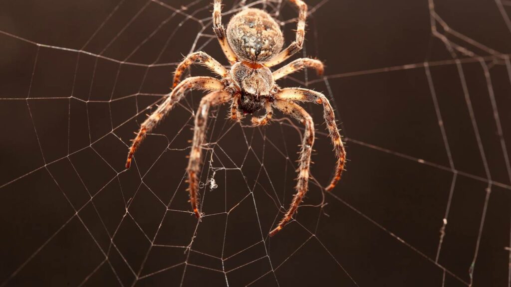 Por que as aranhas estão aparecendo mais nas casas neste verão