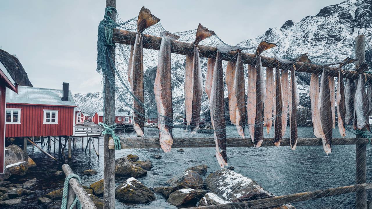 Este peixe nada 1.000 km no gelo e vira ouro de 150 dólares