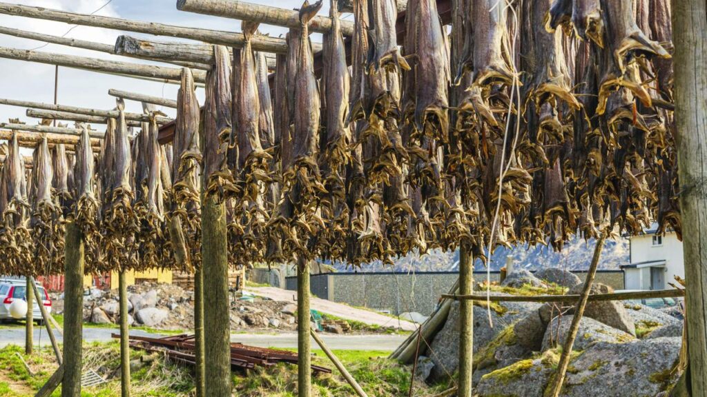 Este peixe nada 1.000 km no gelo e vira ouro de 150 dólares