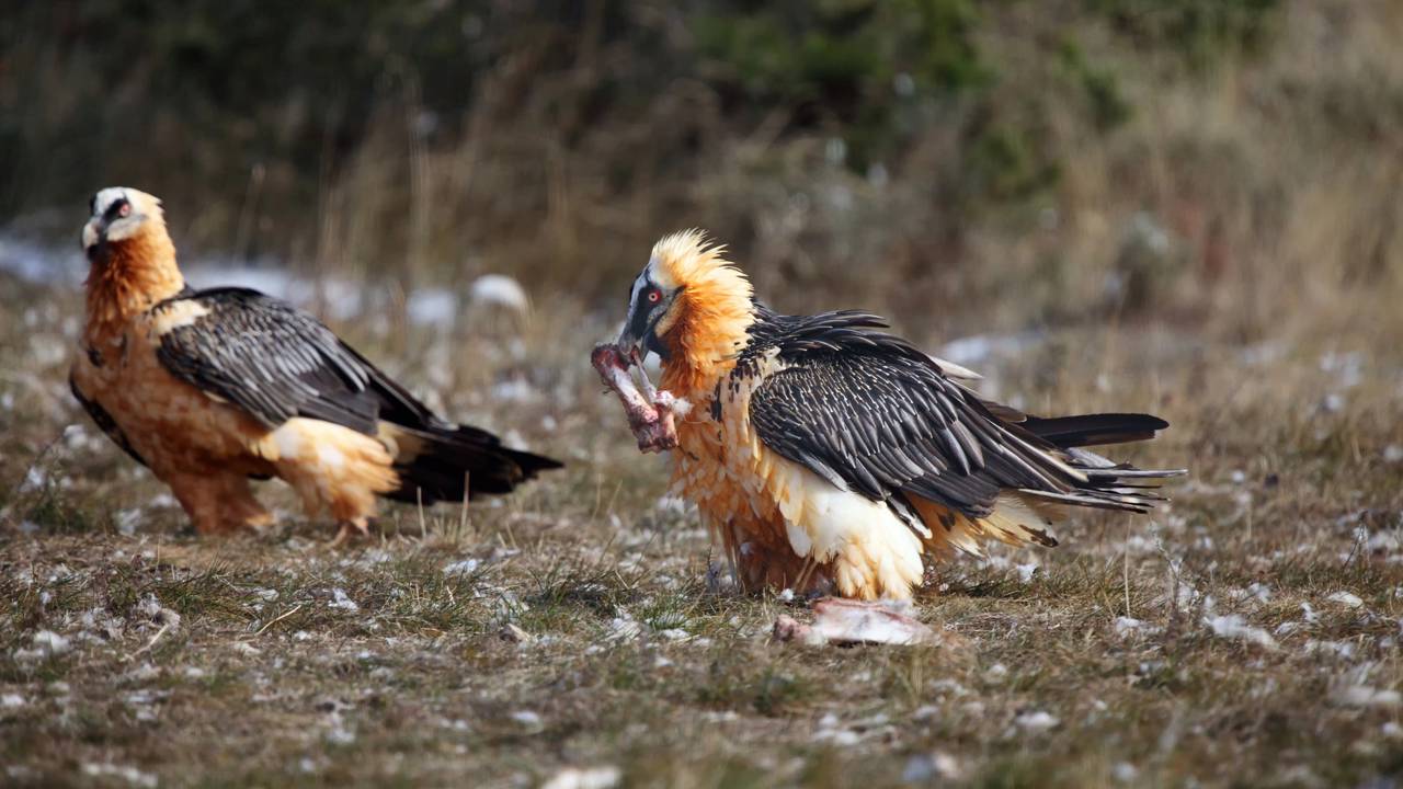 Abutre-barbudo, a ave com estômago mais ácido do mundo e dieta quase 100% de ossos
