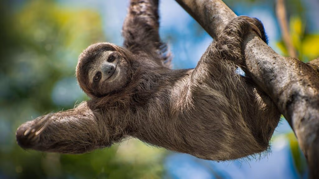 Uma preguiça pode levar até um mês inteiro para digerir uma única folha