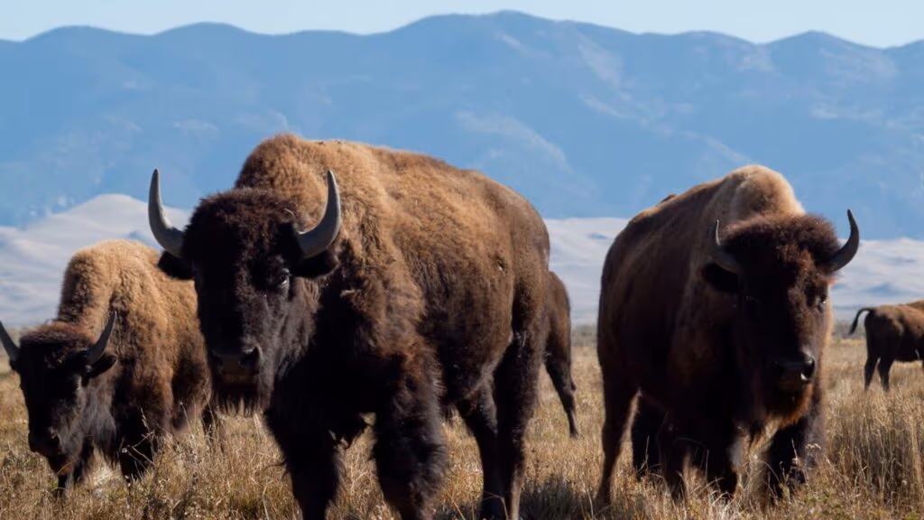 Bisões são reintroduzidos nas planícies de Illinois após 200 anos