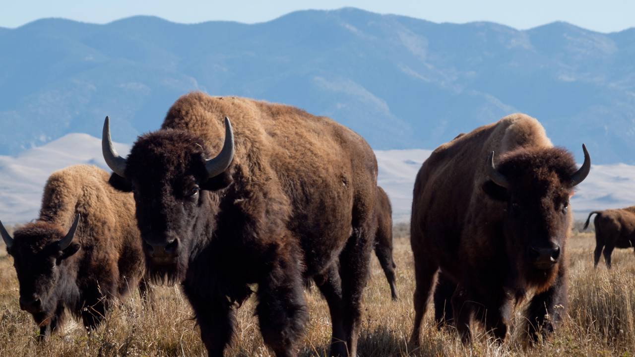 Bisões são reintroduzidos nas planícies de Illinois após 200 anos