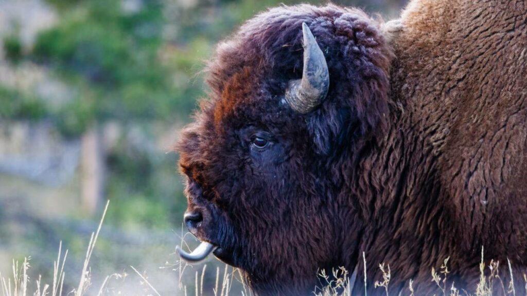 Bisões são reintroduzidos nas planícies de Illinois após 200 anos