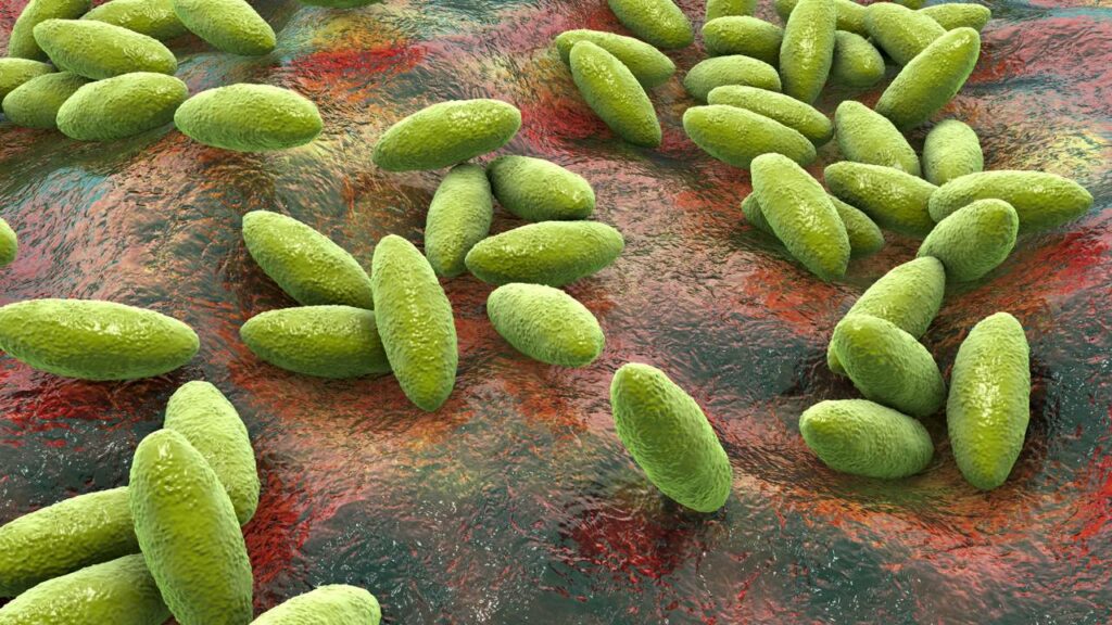 Brucella bacteria