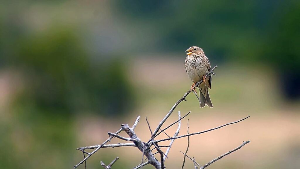 Ele montou um oásis no quintal e algo improvável aconteceu