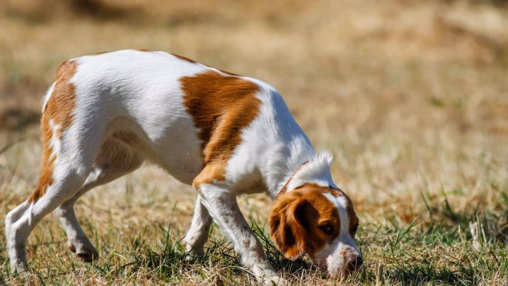 Cachorros podem “farejar” o tempo?