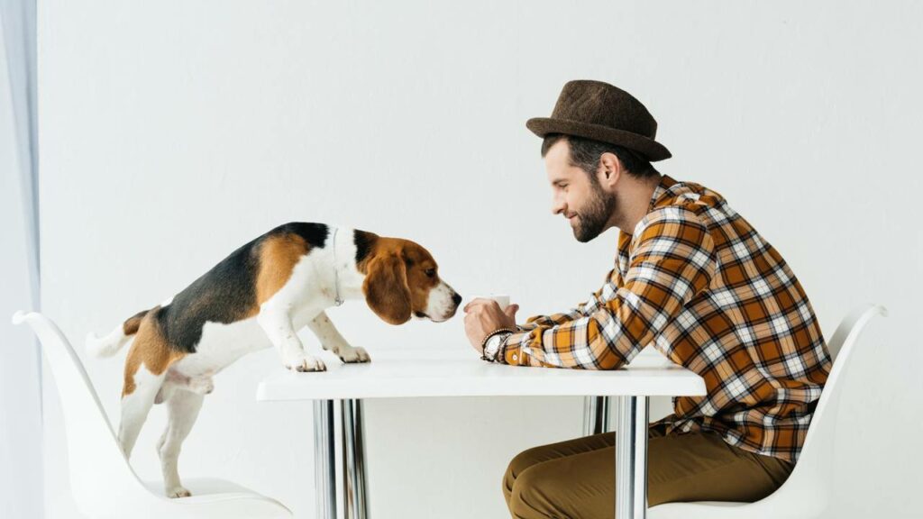 Cachorros podem "farejar" o tempo?