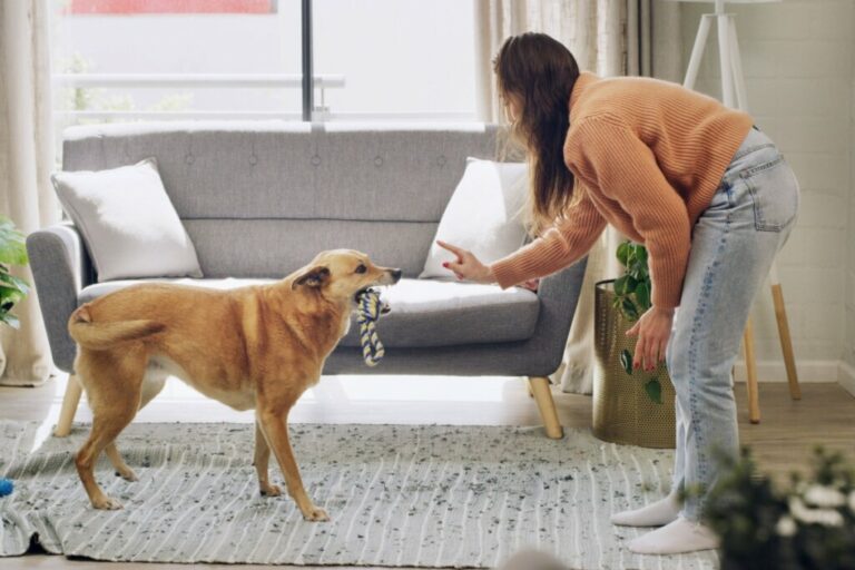 8 dicas práticas para estimular a inteligência do seu cachorro