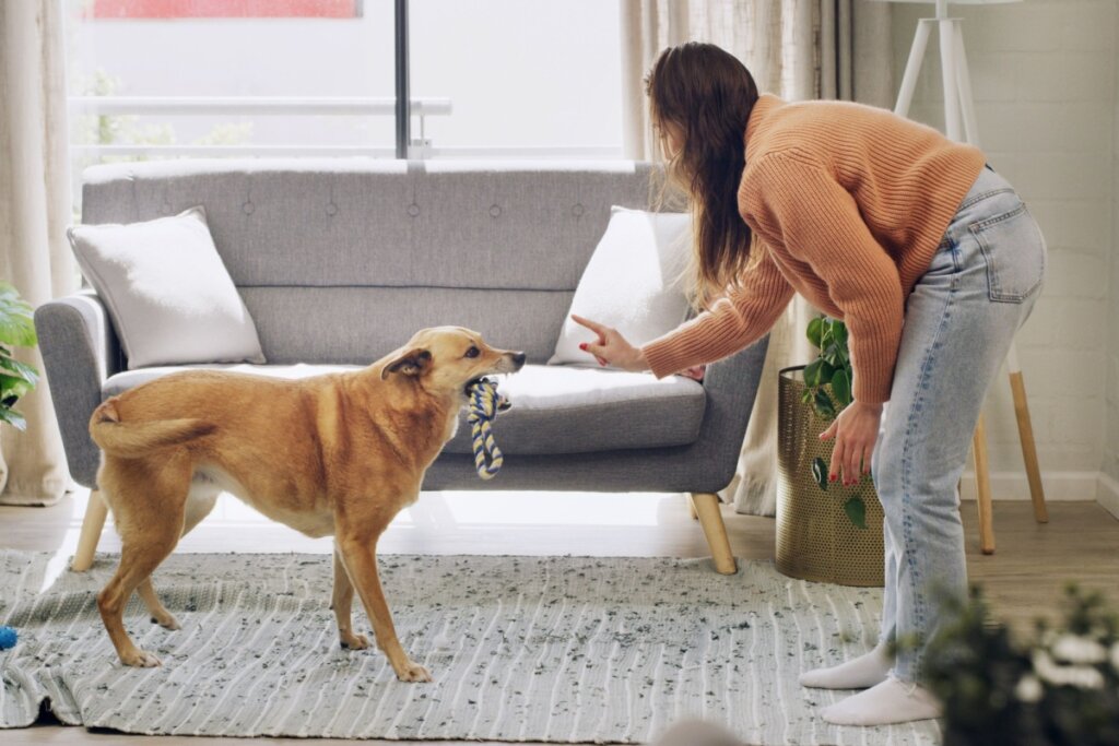 8 dicas práticas para estimular a inteligência do seu cachorro