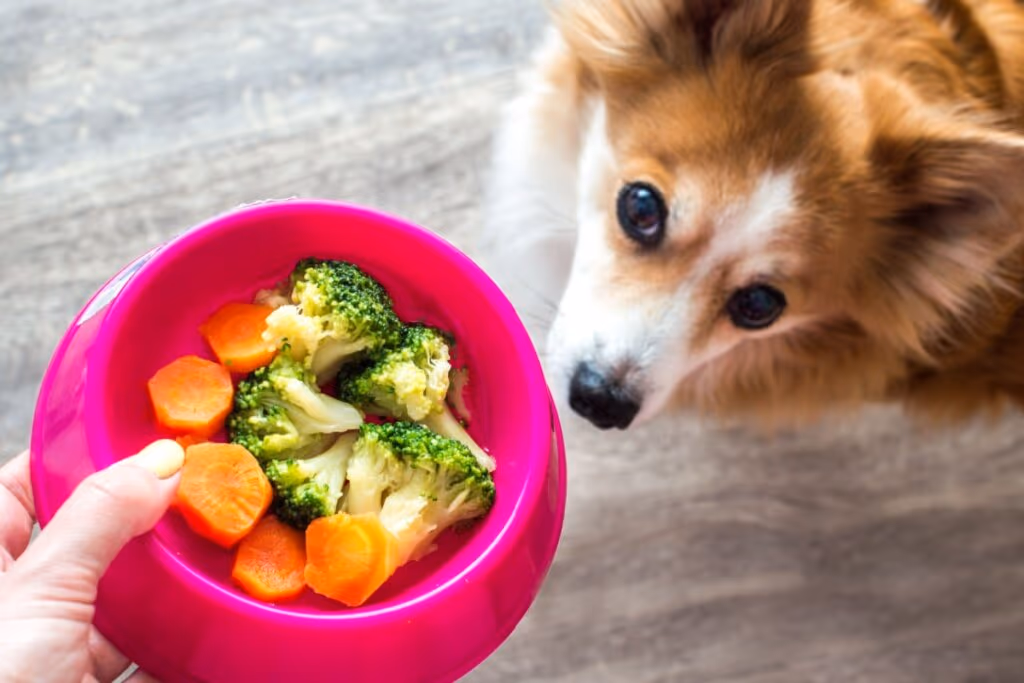 7 mitos comuns sobre alimentação para cães e gatos 