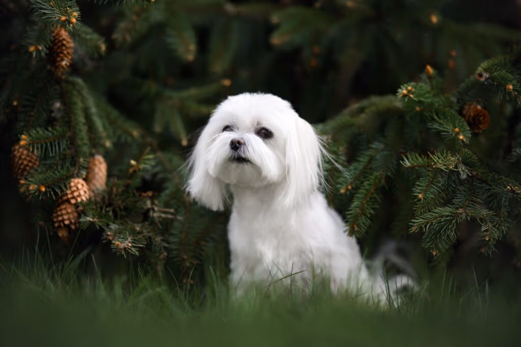 Dose de fofura: 7 raças de cachorro pequenas e brancas