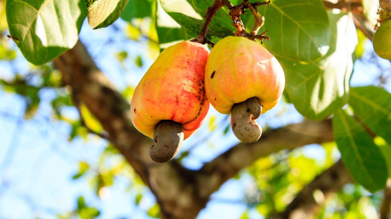 Eles usam os pés para extrair suco e o resultado vale ouro