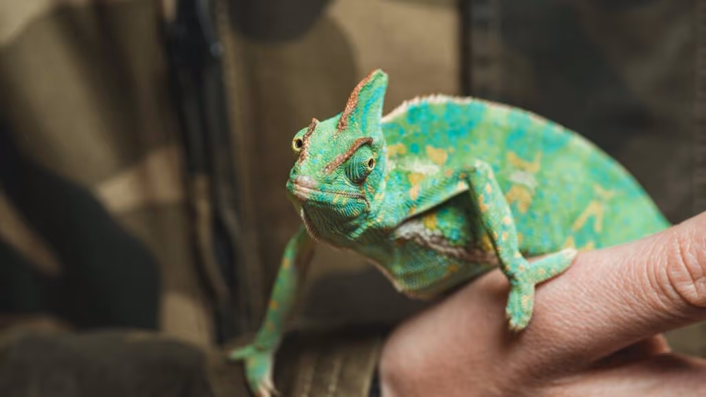 A língua do camaleão é mais rápida do que um caça