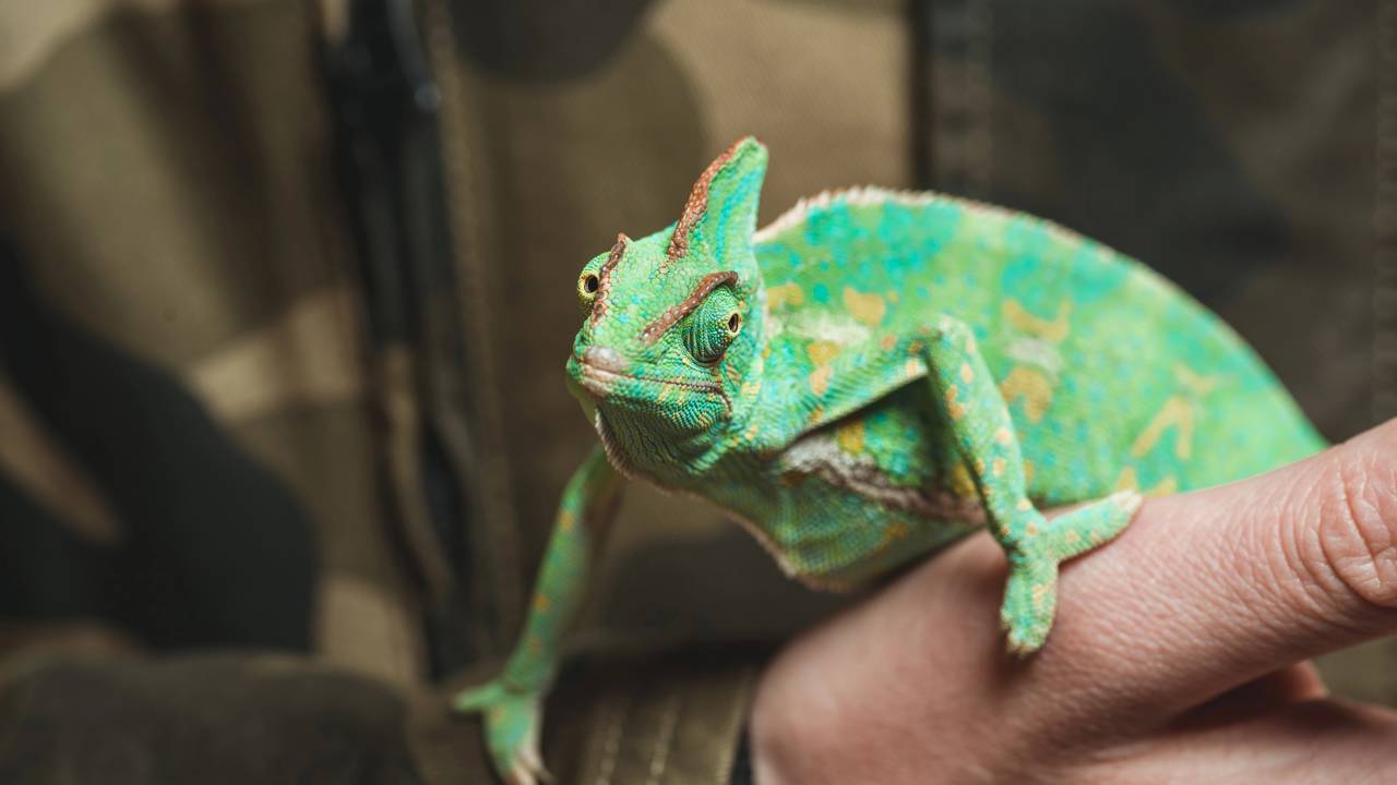 A língua do camaleão é mais rápida do que um caça
