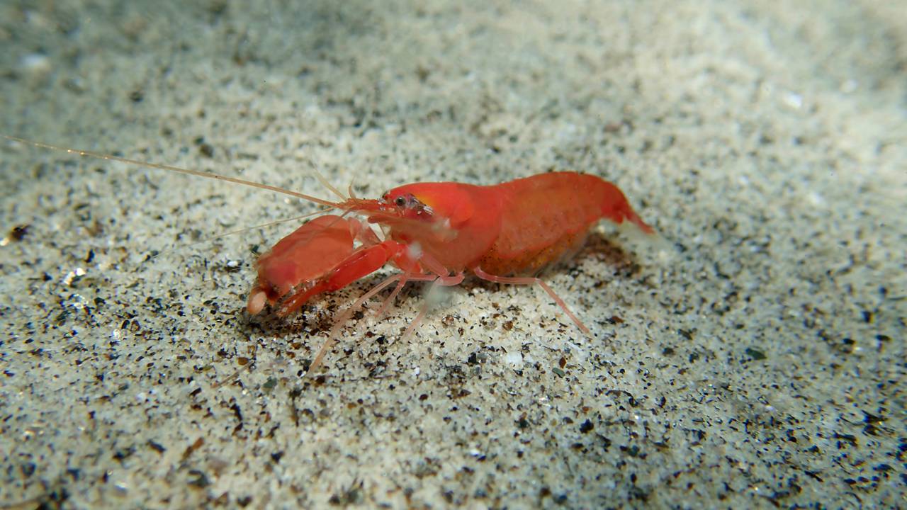 Como camarões estão criando fusão nuclear e um calor comparável a superfície do sol