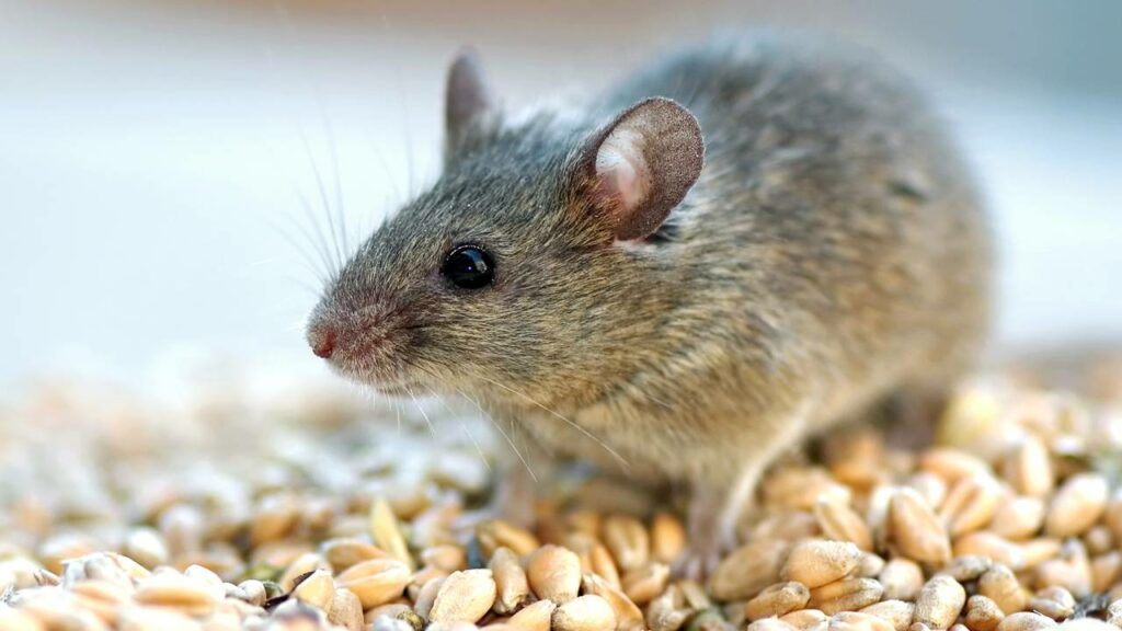 Qual a diferença entre ratos, camundongos e preá?