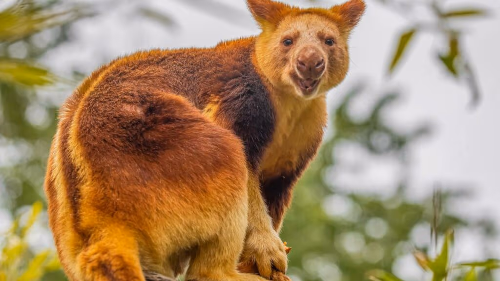 Nasce um dos marsupiais mais raros do mundo