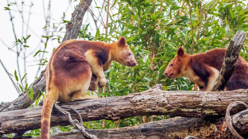 Nasce um dos marsupiais mais raros do mundo