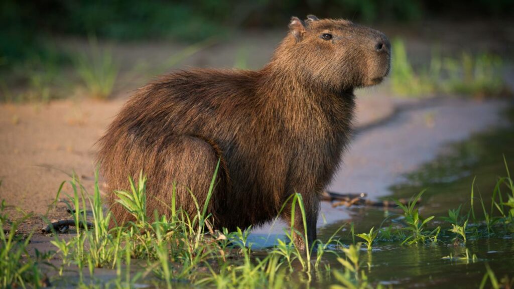 Por que os jacarés NÃO comem capivaras? A resposta é surpreendente