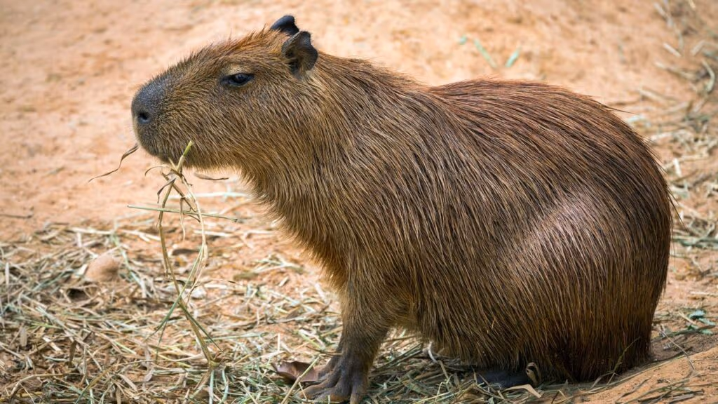 Sucuri é flagrada tentando engolir uma capivara inteira