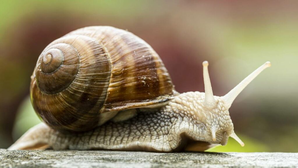 Qual a diferença entre lesmas e caracóis?