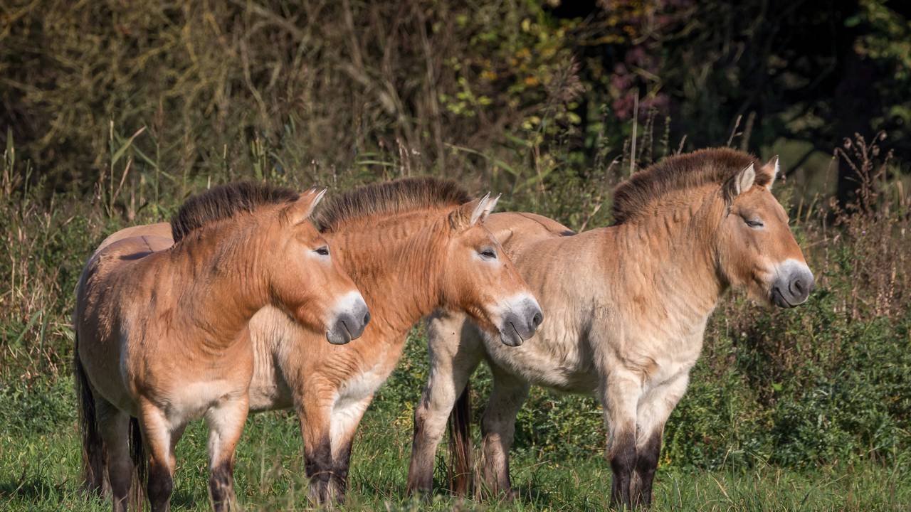 A adoção impossível entre uma égua doméstica e o último cavalo selvagem