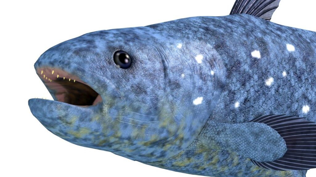 Peixe pré-histórico é documentado pela primeira vez em vídeo