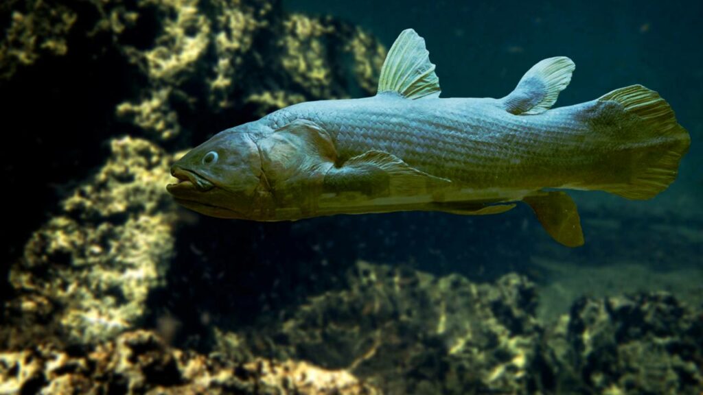 Pulmões "escondidos" são encontrados em um "fóssil vivo" de peixe