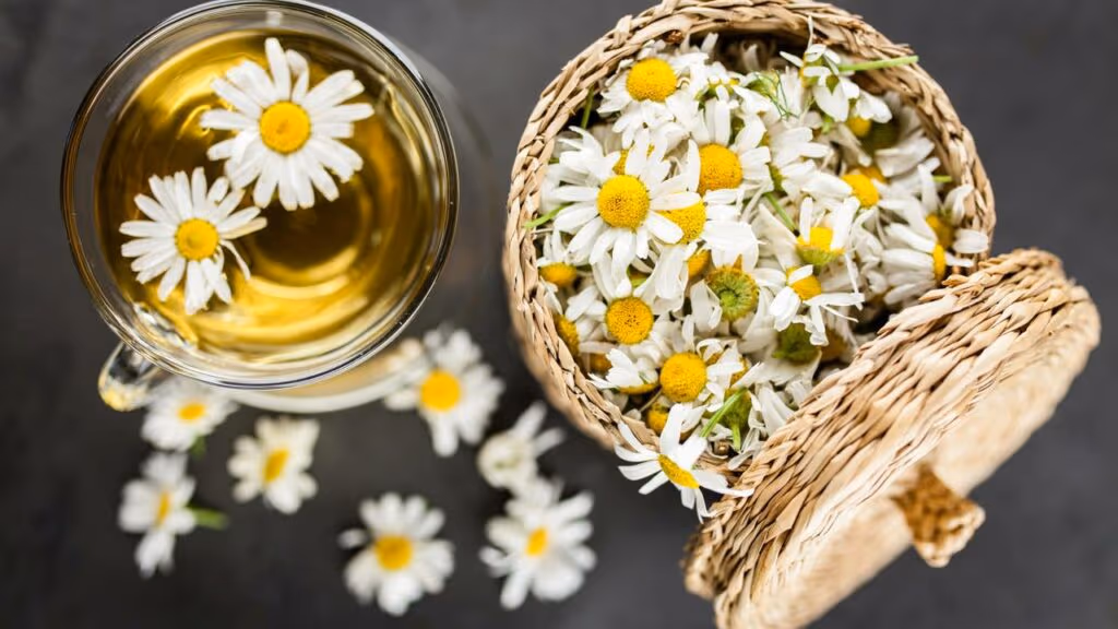 Tomar chá de camomila todos os dias pode influenciar sono, ansiedade e até memória