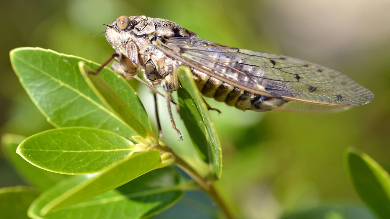 Por que as cigarras “cantam” mais no calor extremo?