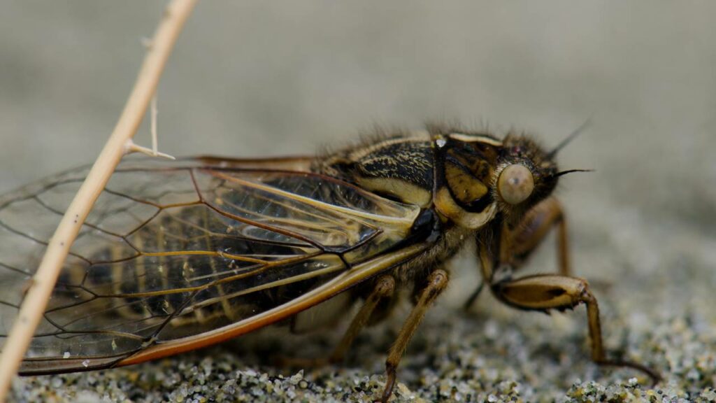 Por que as cigarras estão aparecendo em grande número neste verão