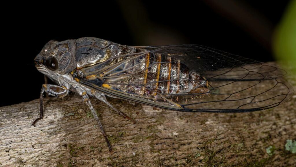 Por que as cigarras estão aparecendo em grande número neste verão