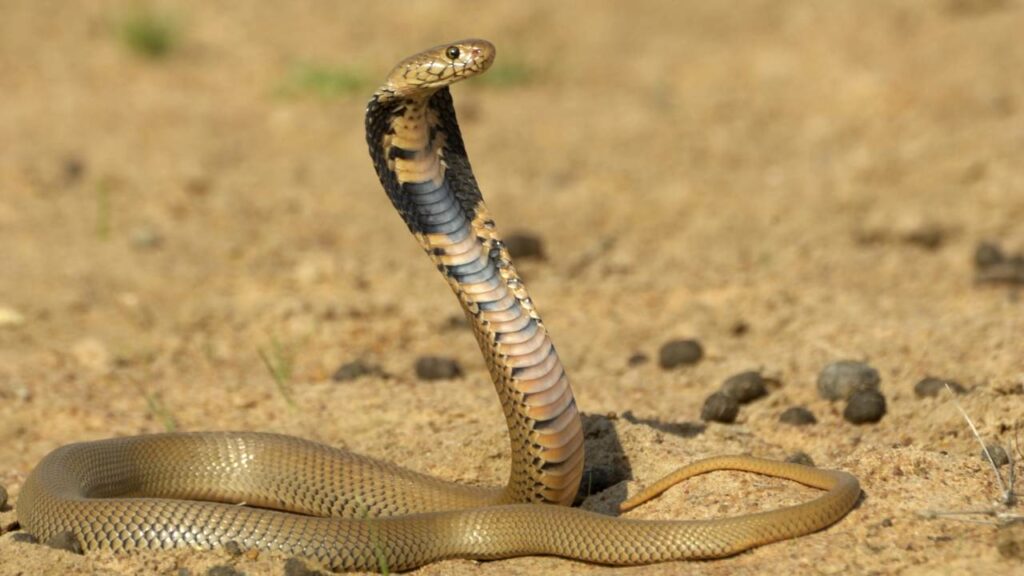 Por que as cobras trocam de pele?