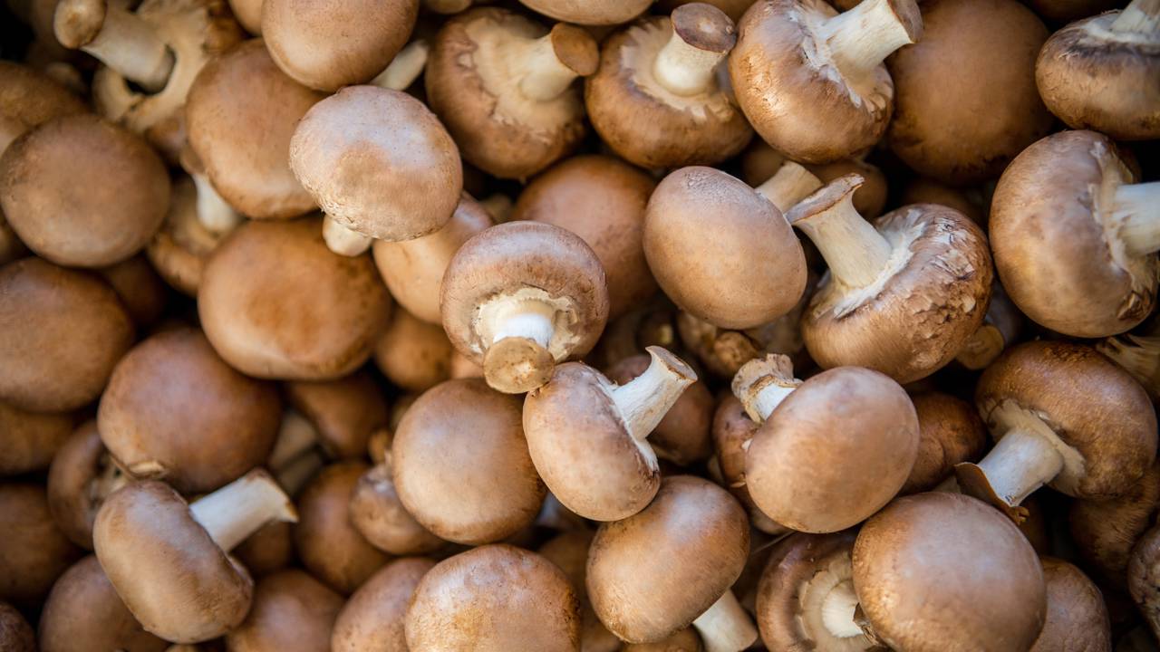 Cogumelos estão virando prédios, tênis de luxo e até robôs vivos