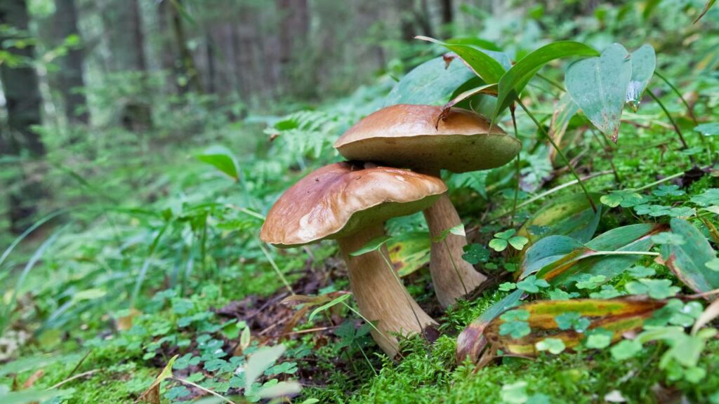 Cientistas descobrem fungo que brilha no escuro em florestas do Brasil