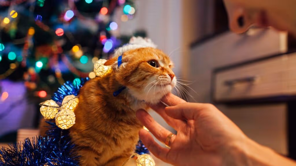 O que a psicologia revela sobre quem “conversa” com animais