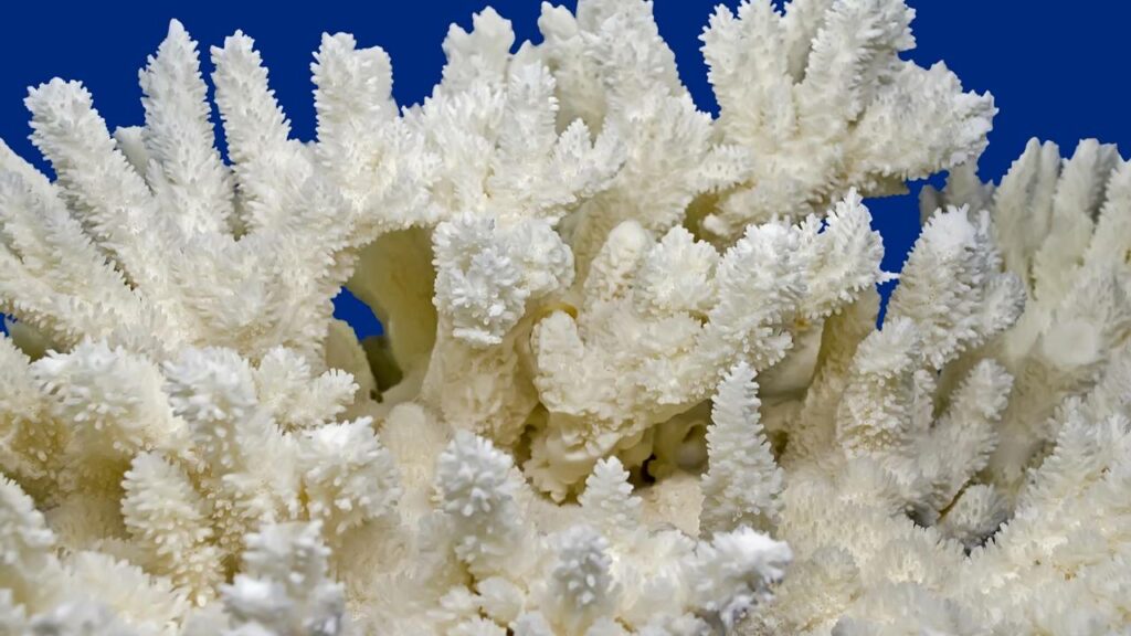 Cientistas revelam por que os corais estão “mudando de cor”