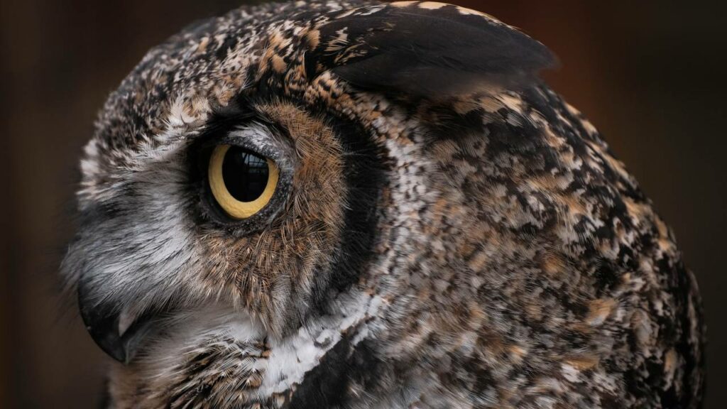 Como as corujas giram a cabeça quase 360 graus