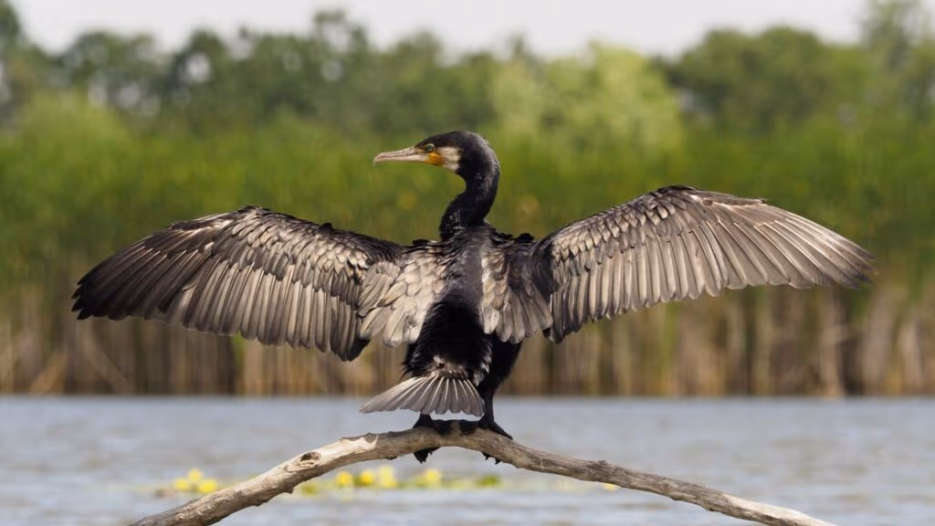 Como um corvo-marinho é capaz de engolir um peixe gigantesco de uma só vez