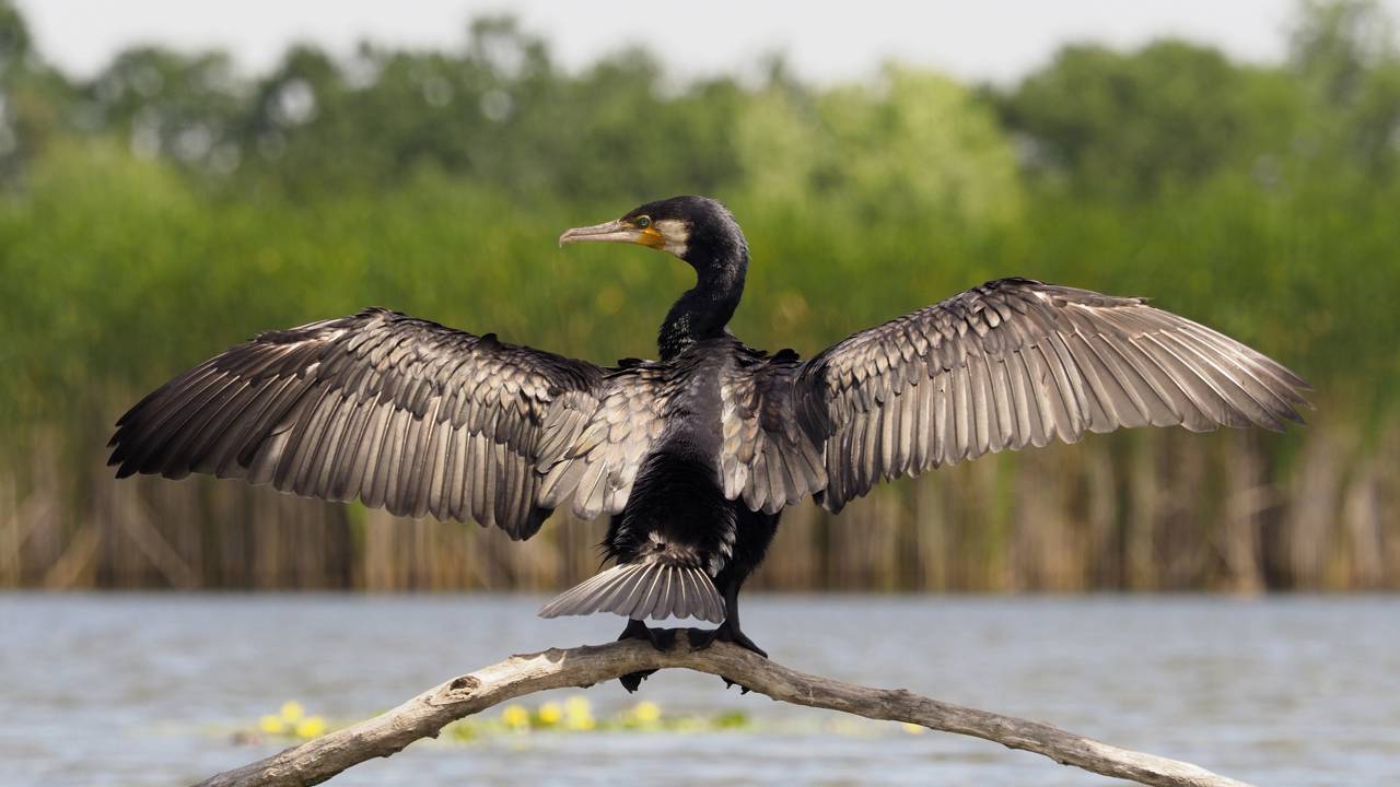 Como um corvo-marinho é capaz de engolir um peixe gigantesco de uma só vez
