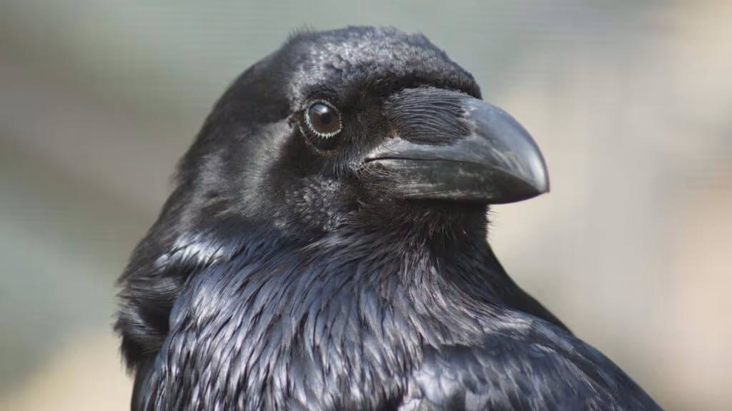Corvos não esquecem e podem guardar rancor de você por até 17 anos