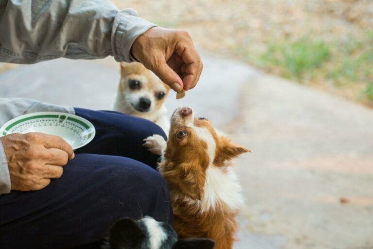 7 curiosidades sobre os cachorros de pequeno porte 